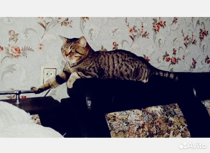 Вязка кота