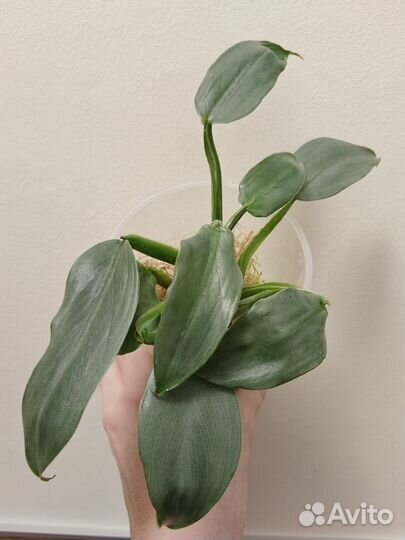 Филодендрон