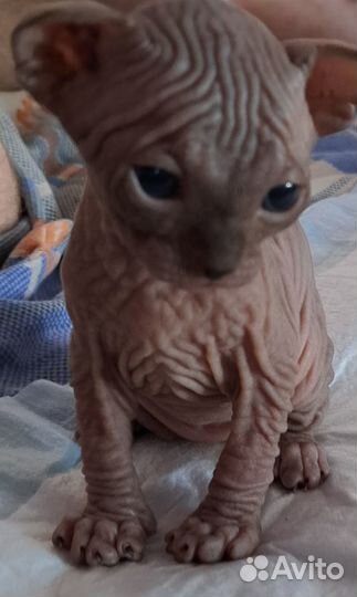 Канадский сфинкс котята