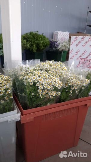 Букет из ромашек. Доставка цветы