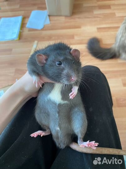 Крыса дамбо