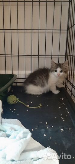 Спасите Сашку