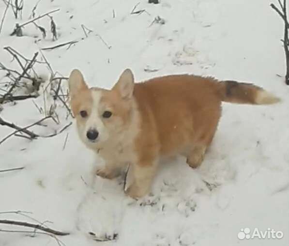 Вельш-корги пемброк