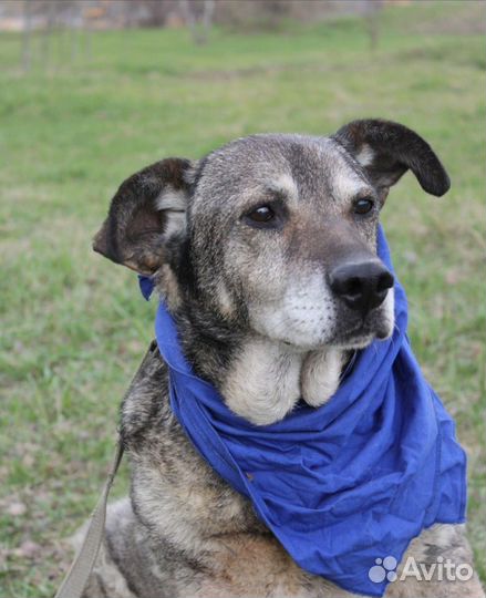 Собака в добрые руки, Барс