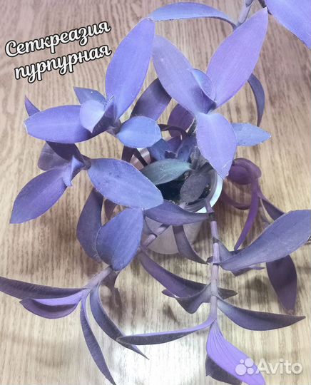 Традесканции