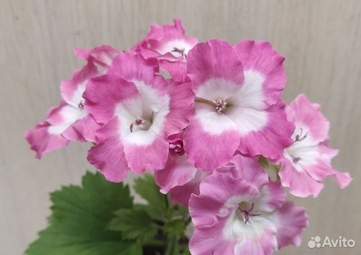 Королевская пеларгония