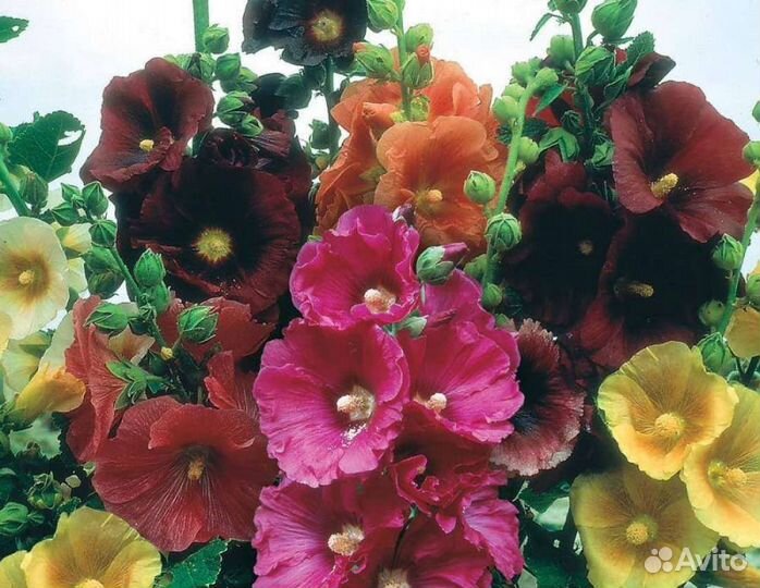 Цветы многолетние мальвы,лилии,лилейники саженцы