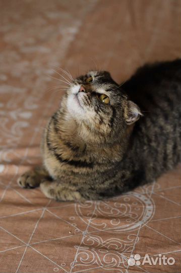 Кошечка в добрые руки