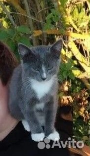 Котята в добрые руки бесплатно - Оршин монастырь