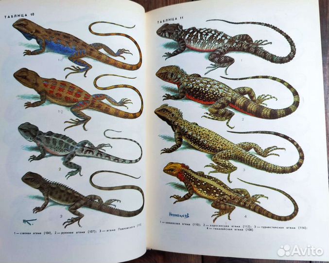 Земноводные и пресмыкающиеся. Patrick Boussignac