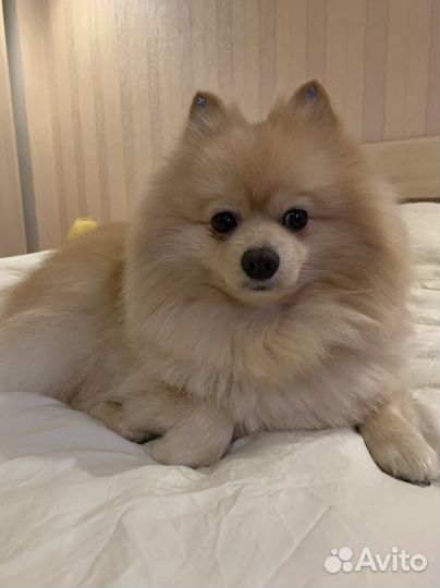 Немецкий шпиц вязка