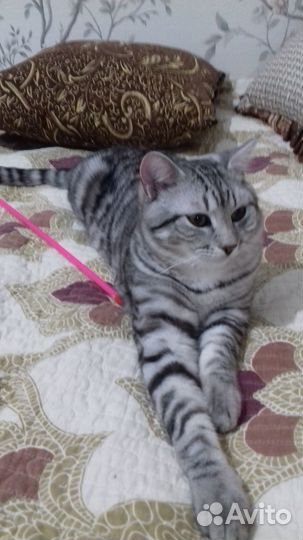 Шотландский кот для вязки