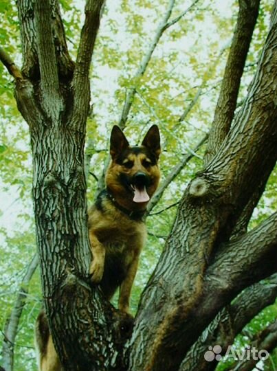 Дрессировка собак. Специалист-кинолог