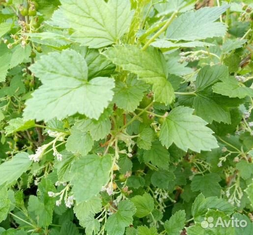 Лист смородины,малины,вишни, жасмин,облепиха, липа