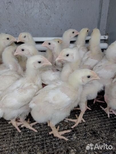 Подрощенный броль