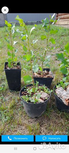 Пирамидальный тополь зкс, окс