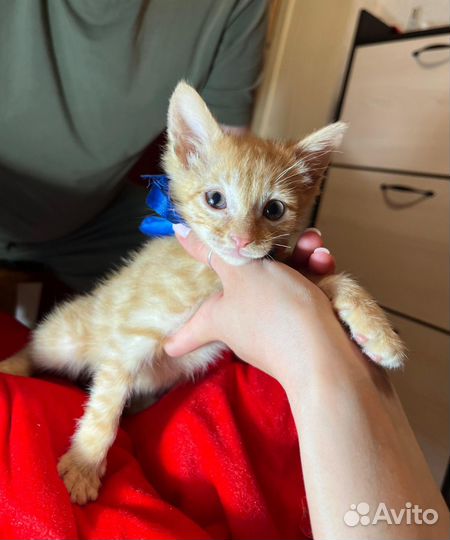 Рыжий котёнок