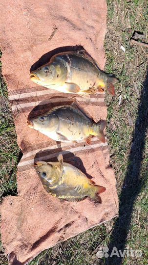 Живая рыба карп