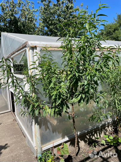 Деревья персик