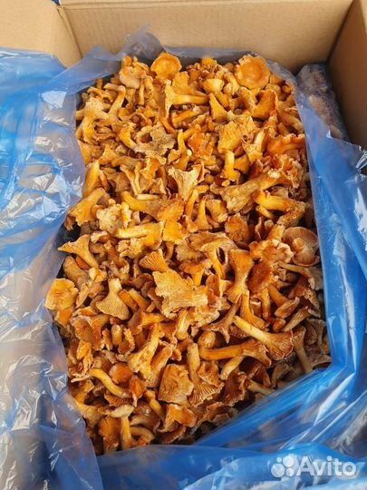 Грибы лисичка свежемороженные