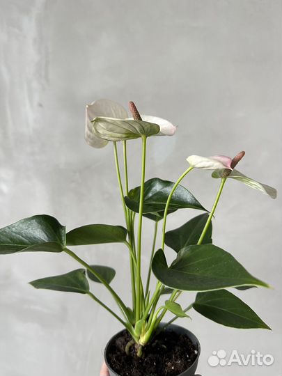 Антуриум карма хот липс