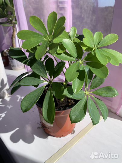 Шеффлера в горшке