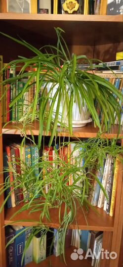 Хлорофитум