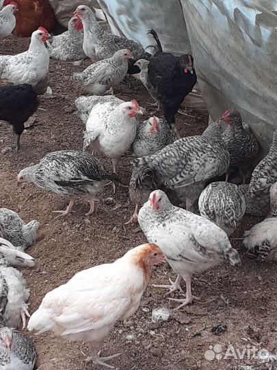 Куры несушки