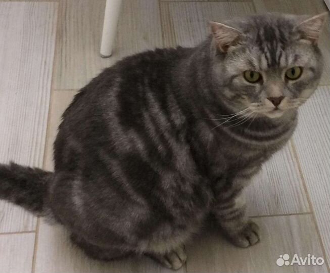 Кот Вася (кастрир.)