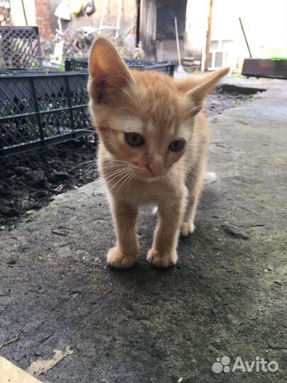 Кошки в добрые руки бесплатно