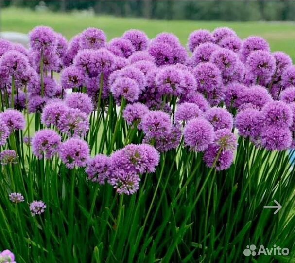 Чеснок для посадки пророщенный