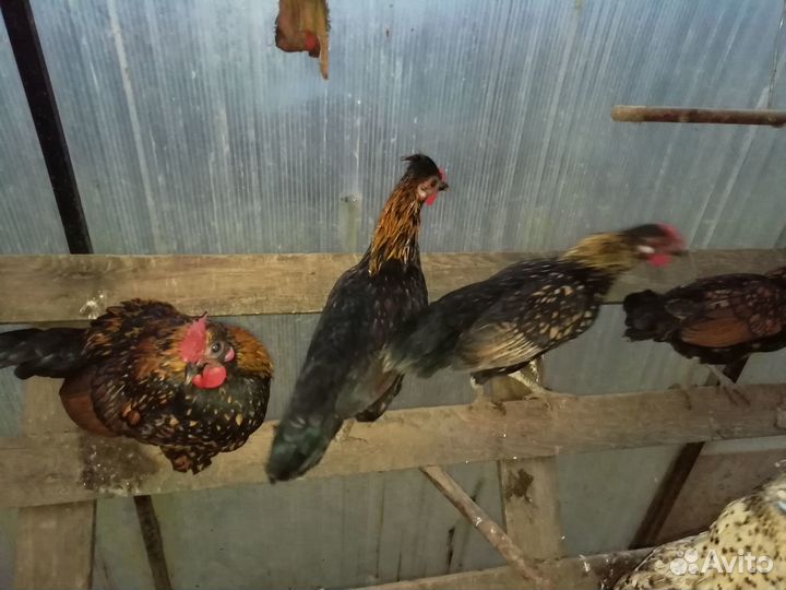 Петухи бентамки