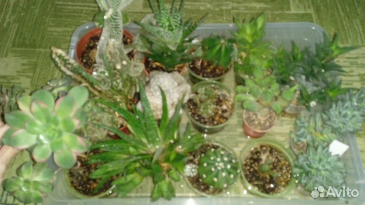 Продам цветы комнатные