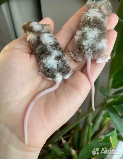 Декоративные мыши, тексели(кудряши), сатин