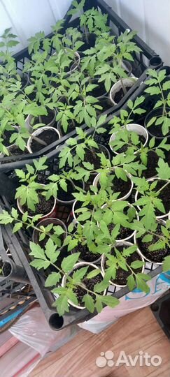 Рассада помидор продажа