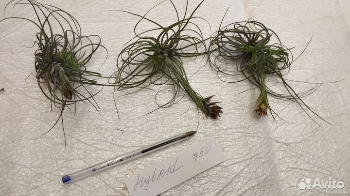 Tillandsii-тилландсии