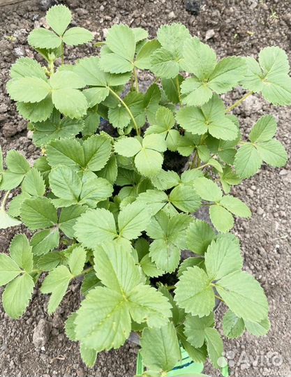 Клубника ремонтантная саженцы на весну