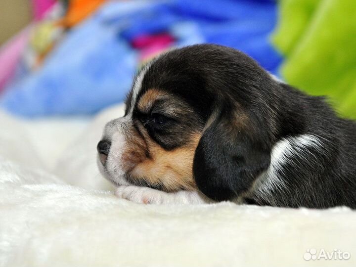 Щенки бигль