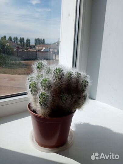 Кактусы разные