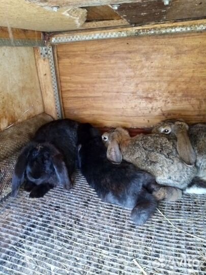 Кролики бараны самки