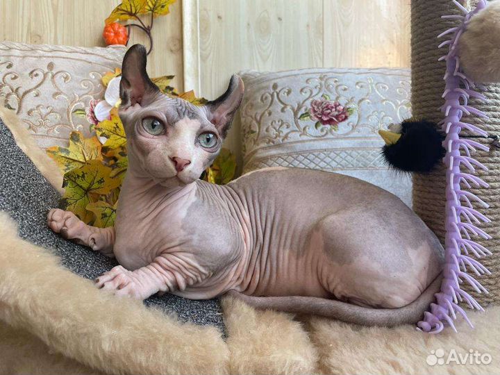 Двэльф мальчик