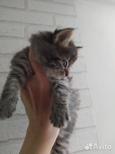 Кошка и котятки