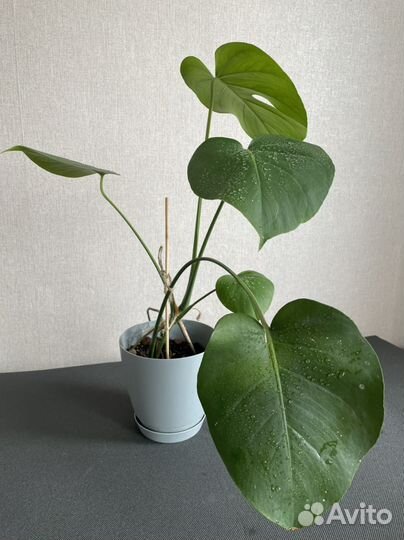 Монстера, фикус