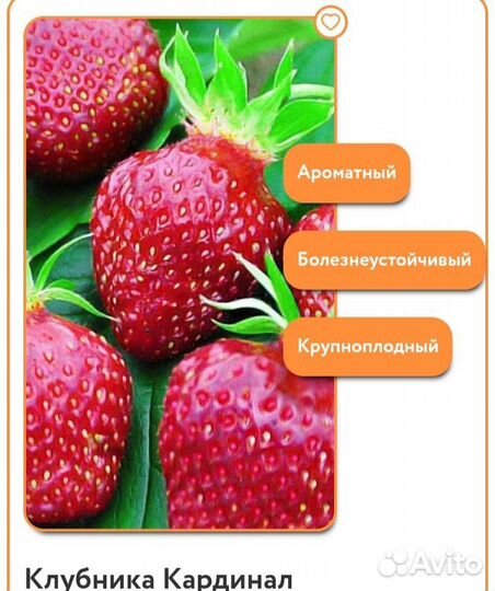 Земляника садовая Кардинал, крупноплодная