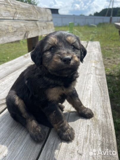 Собаки щенки