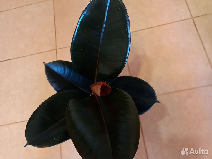 Сортовые фикусы Чёрный Принц, Мелани, Руби