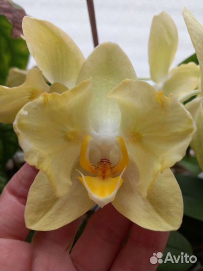 Орхидея фаленопсис бабочка