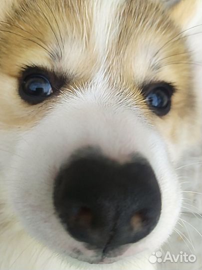 Девочка вельш корги пемброк