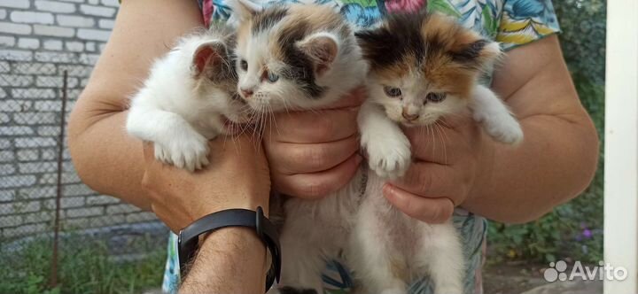 Трехцветные котята в добрые руки