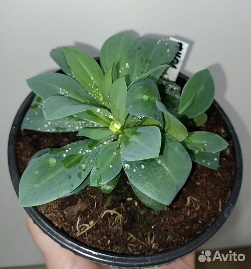 Эустома низкорослая